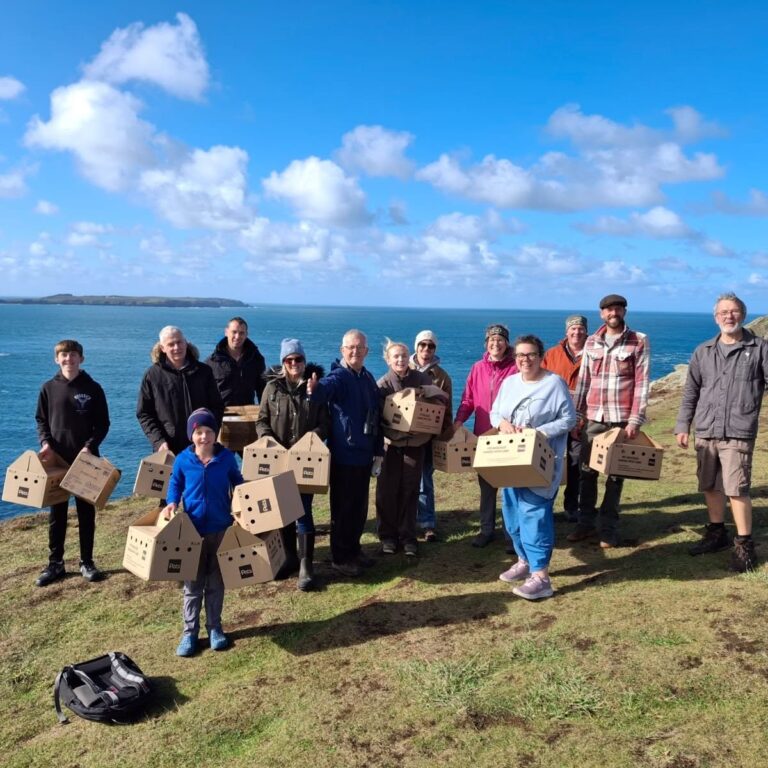 Manx Shearwater Rescue volunteers on a Pembrokeshire clifftop holding cardboard bird carrier boxes