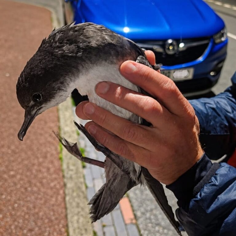 Volunteer holding a young Manx shearwater picked up from a pavement in town