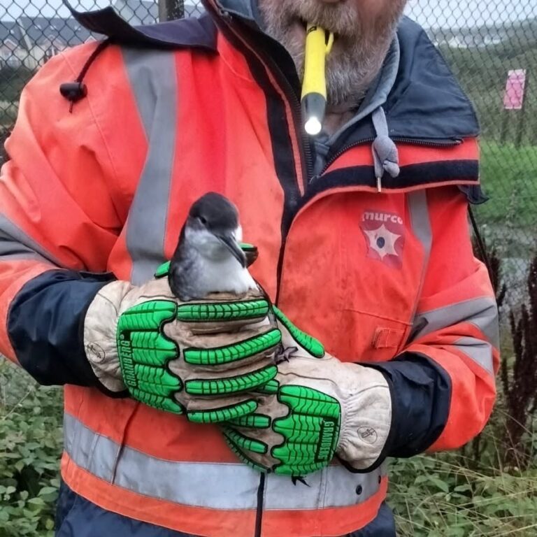 Gloved volunteer in hi-vis holding a grounded Manx shearwater at night