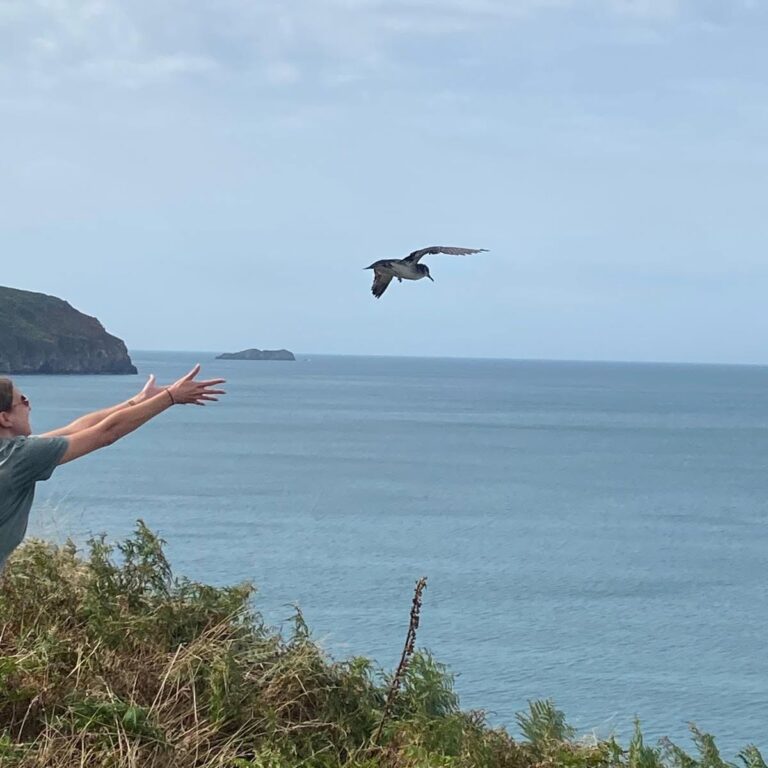 Volunteer releasing a Manx shearwater from a Pembrokeshire clifftop over the sea